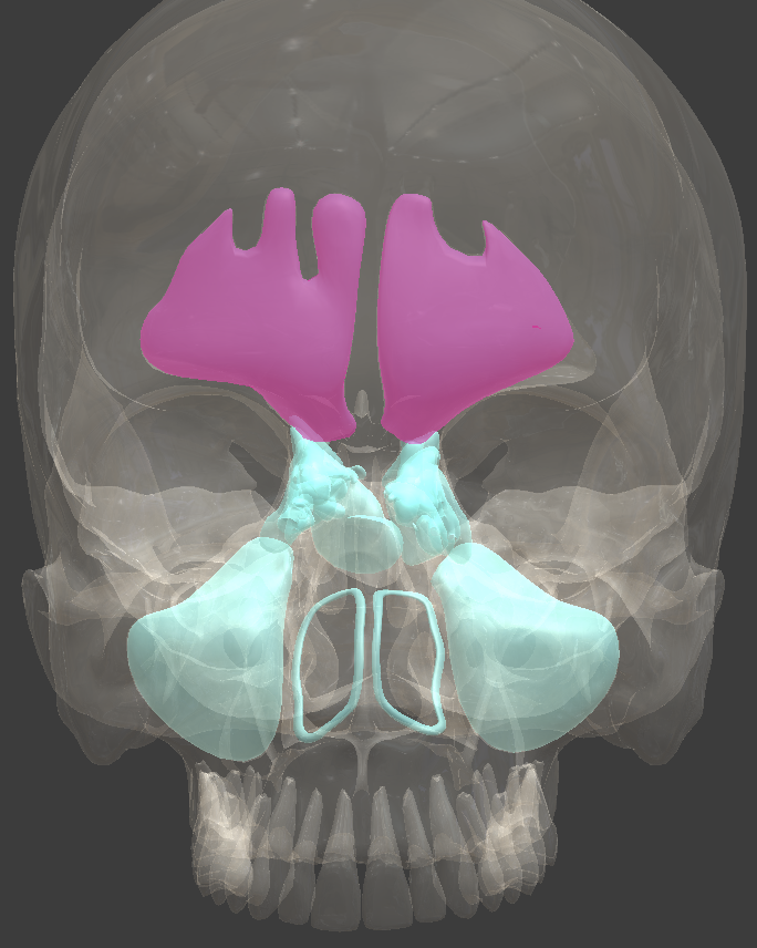 <p>Identify the feature of the nasal cavity</p>