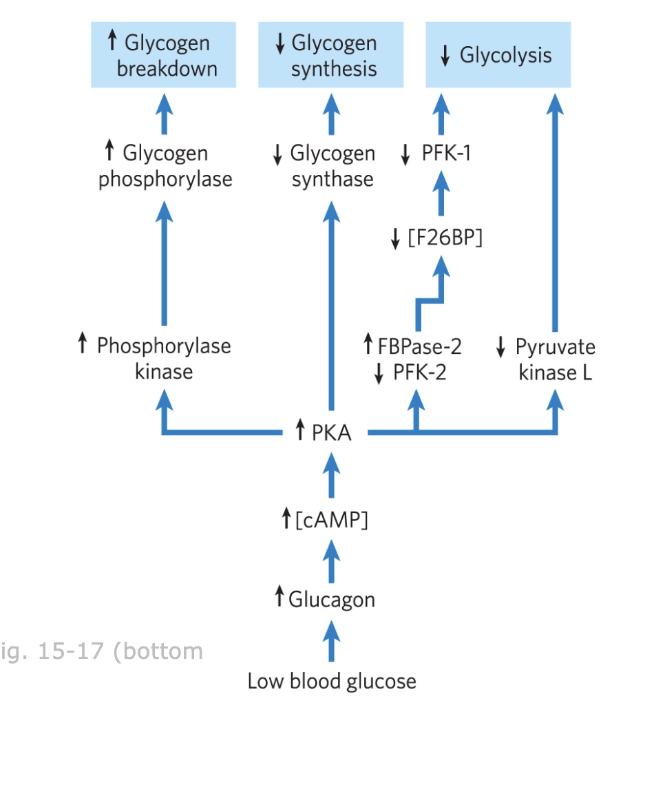 <p>increase glycogen breakdown </p><p>decrrease glycolysis and glycogen synthesis </p>