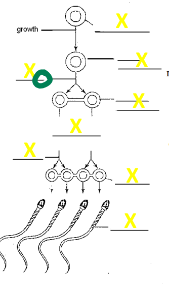 <p>name the stage development </p>