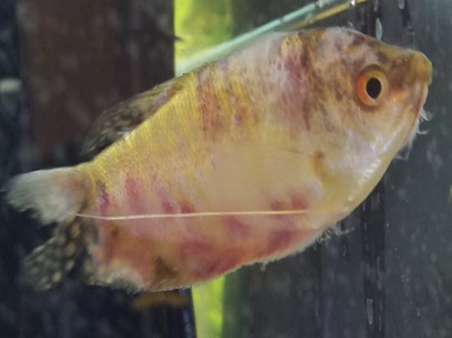 <p>How would you describe the lesion in the following fish?</p>