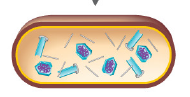 <p><strong>Identify this stage & describe key events for the next 5 cards (3):</strong></p>