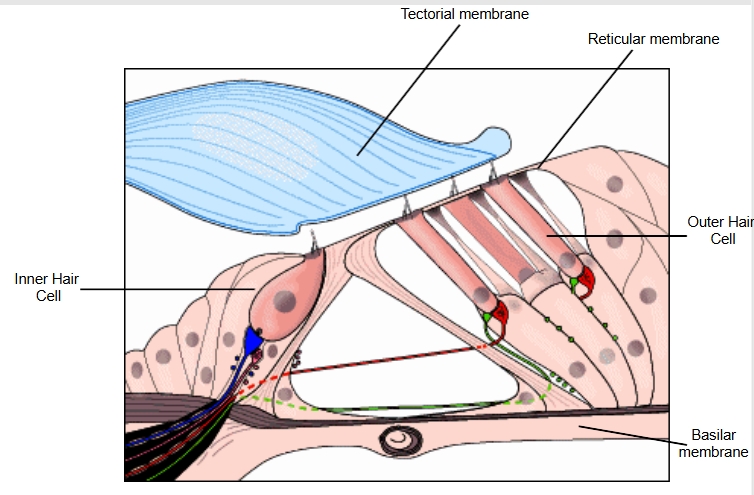<p>causes bending of hair stereocillia which can stimulate the cranial nerve </p>