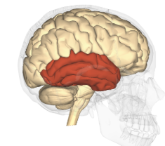 <p>What lobe is this?</p>
