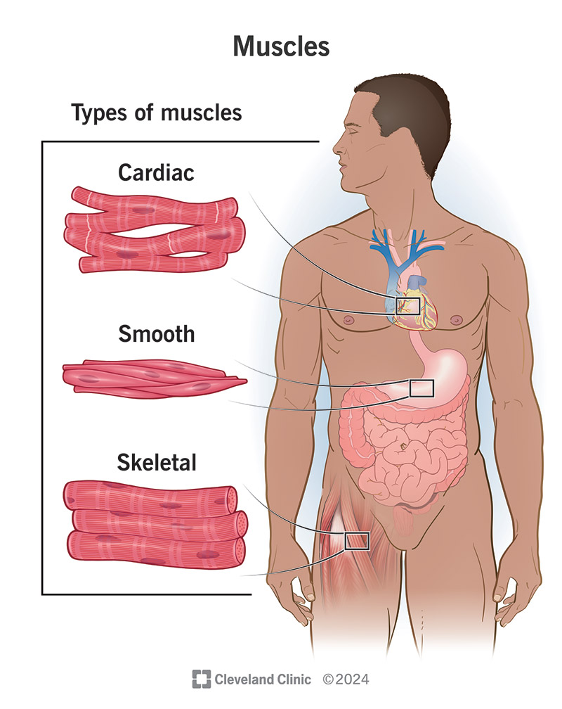<p>Cardiac muscle — involuntary, contracts continuously</p>