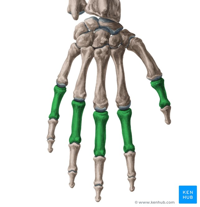 <p>What are the finger bones called?</p>