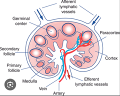 <p>- Medulla</p>