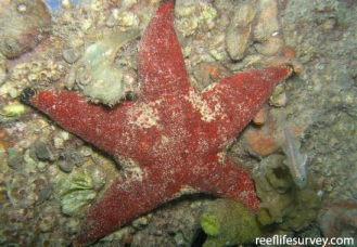 <p>ECHINODERMATA Velvet star</p>