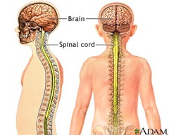 <p>brain, spinal cord, & nerves</p>