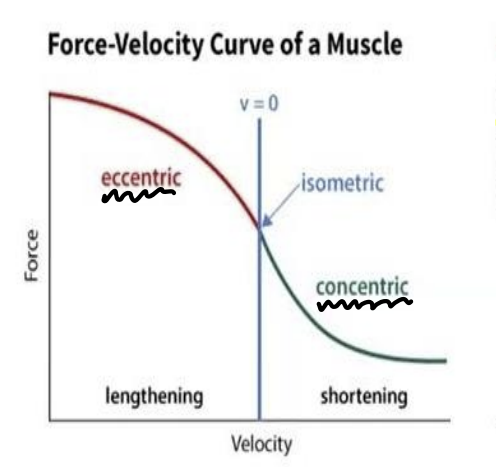 <p>direct relationship</p><p>with a heavier weight, more force is needed to control</p><p>lighter weight requires less force and thus slower speed</p>