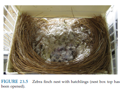 <p>Nest boxes and nesting material (avoid loos thread, blue color is preferred)</p>