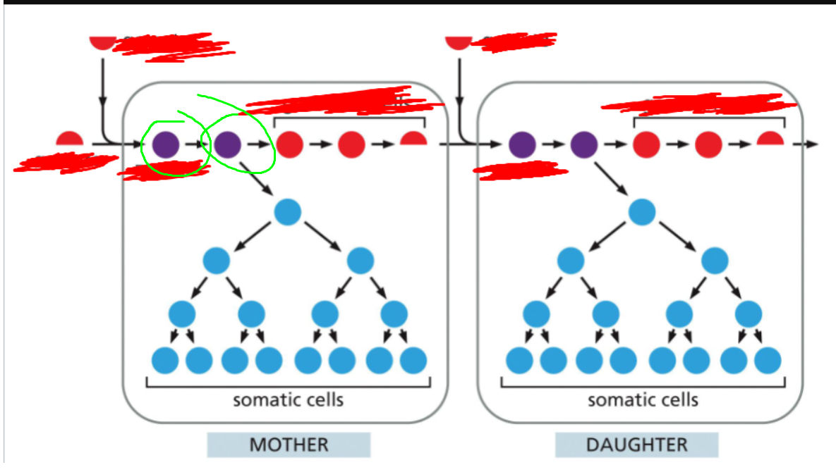 <p>What are the purple circles + what forms them + what do they give rise to</p>