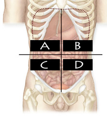 <p>name the quadrant and organs residing in quadrant (C)</p>