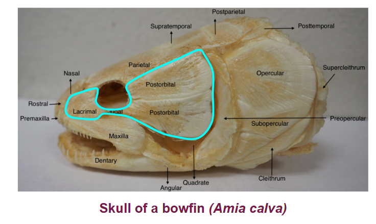 <p><span style="background-color: transparent;">Orbital: large bones that surrounds eyes in primitive fish</span></p>