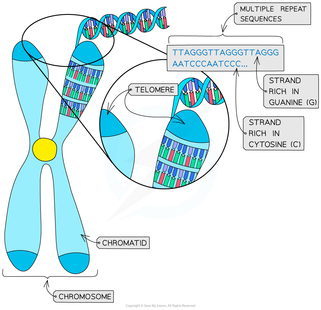 <p>What is the role of telemores?</p>