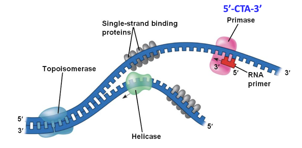 <p>RNA polymerase that adds a ribonucelotide primer to ssDNA </p>