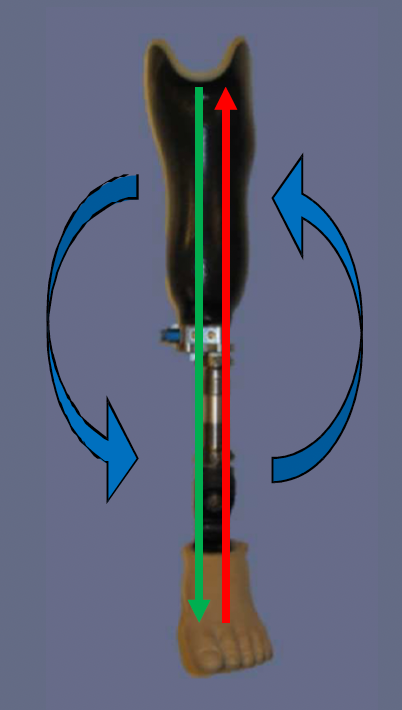 <p>lateral proximal, medial distal </p>