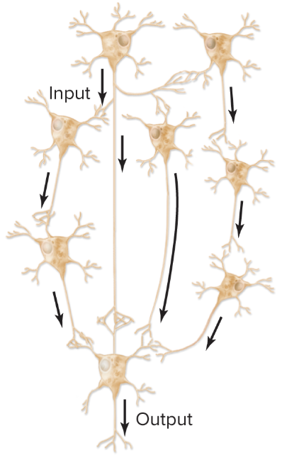<p>input transmitted simultaneously along several paths to a postsynaptic cell</p><p>*ex: involved in higher order thinking</p>