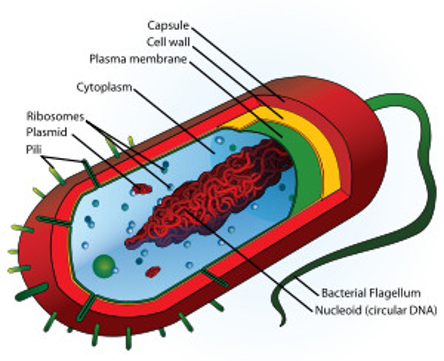 <p>bacterial cell</p><p>small, simple cell that does not contain organelles</p>
