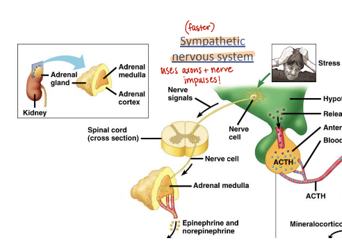 <p>Faster response; direct neural connections that signal for the release of epinephrine and norepinephrine</p>