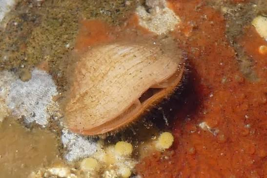<p>• Two shells; “clam like”</p><p>• Aquatic bottom dwellers</p><ul><li><p>two lophophore tenticles</p></li></ul><p>• Pedicle = muscular structure for attachment</p><p>• 0.5 – 8cm long</p><p>• 300 sp.</p><p>• 30,000 fossil species (Paleozoic &amp; Mesozoic)</p><p></p>
