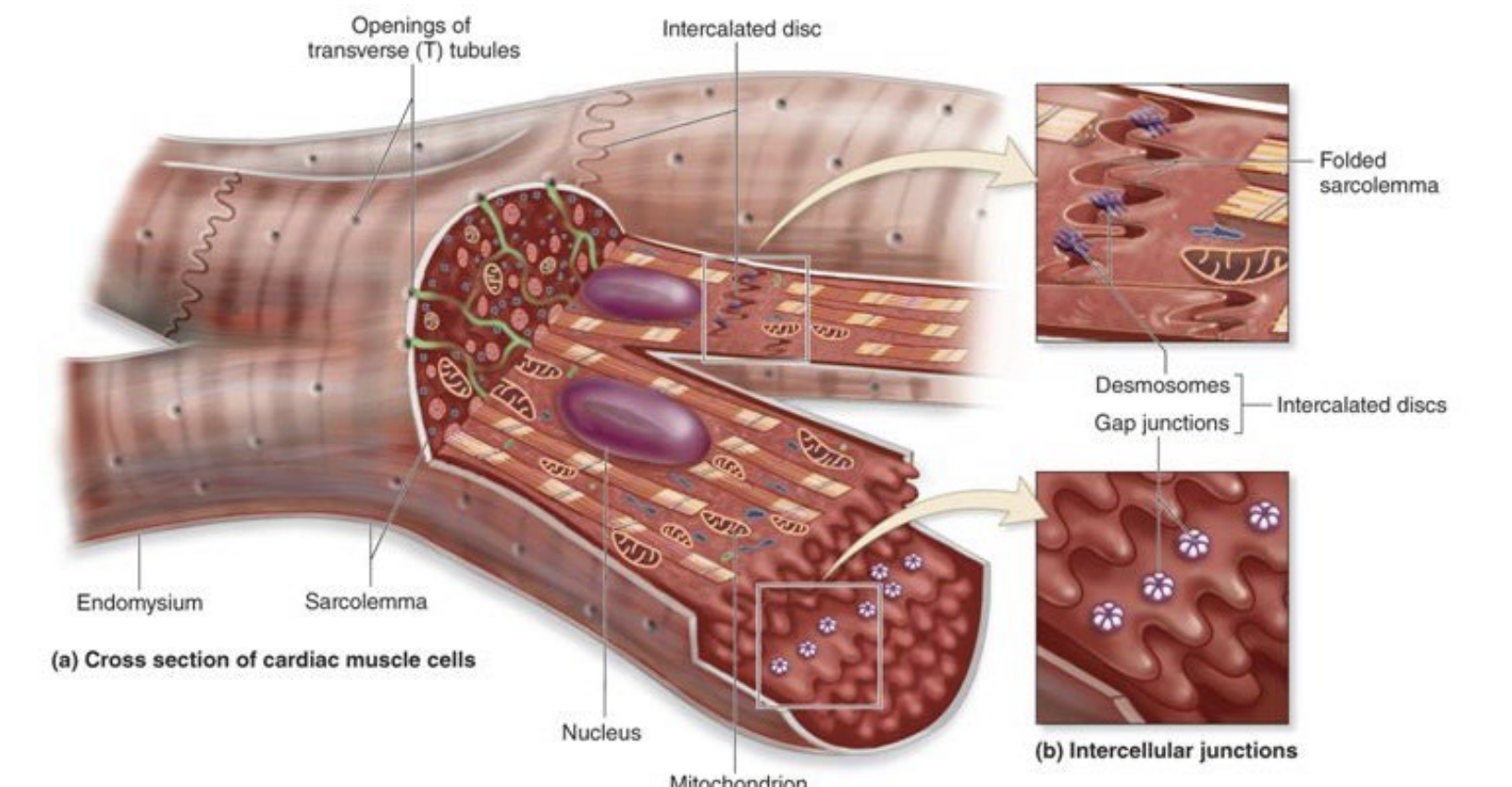 <ul><li><p>Nucleus is <u>inside</u> cardiac cells</p></li><li><p>Bi/single nucleated</p></li><li><p>Branched; not long and skinny - allows them to contract in multiple directions at the same time</p></li><li><p><span style="color: blue;"><strong><span>Intercalated disc</span></strong></span> - where 2 cardiomyocytes are attached and where <strong>gap junctions</strong> are</p><ul><li><p>Connected via <span style="color: rgb(10, 216, 0);"><strong>gap junctions</strong></span> (AP spread cell to cell) and <span style="color: rgb(191, 0, 255);"><strong>desmosomes</strong></span> (velcro)</p><ul><li><p><u>Skeletal muscles</u> are NOT connected by gap junctions</p><ul><li><p>Each muscle fiber must be stimulated separately via a motor neuron</p></li></ul></li></ul></li></ul></li></ul><p></p>