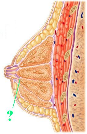 <p><span>Identify the indicated structure.</span></p>