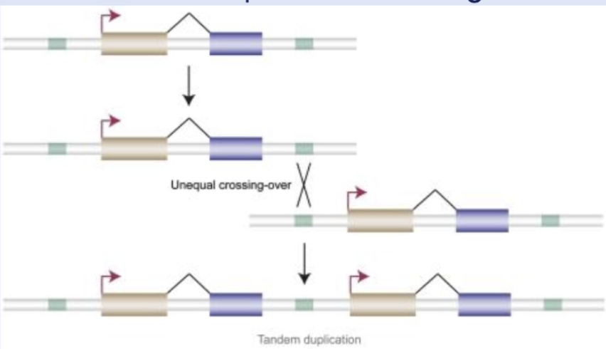 <p>arises via <strong>unequal crossovers</strong> due to <strong>repetitive elements</strong></p><p><strong>Alternative splicing</strong></p><p>ex. gene duplication of Hox genes</p>