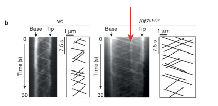 <p>The vertical line indicates a spot on a cilium that isn’t moving over time. Since this is imaging IFT, it indicates that an IFT particle is stuck in one place on the cilia. Note that other spots are moving in anterograde and retrograde patterns on the same cilium (as on the in-class exercise).</p>