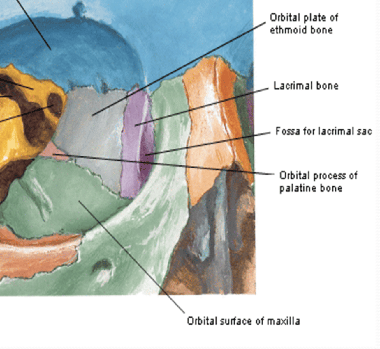 <p>What bone contributes slightly to the apex of the orbit?</p>