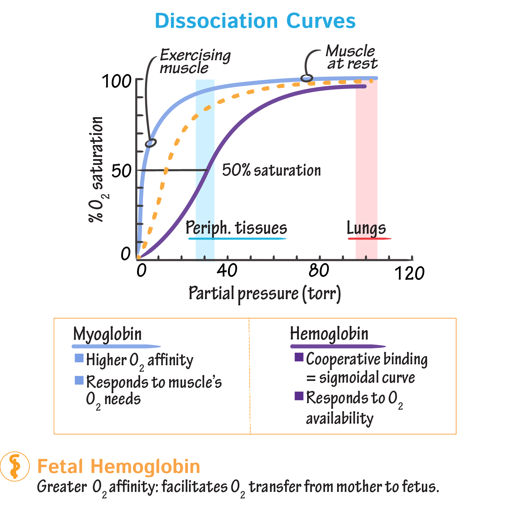 <p>the less O2 there is the more will unbind from hemoglobin and vice versa</p><p>when pO2 rises hemoglobin becomes more loaded (saturated) with O2</p><p></p>