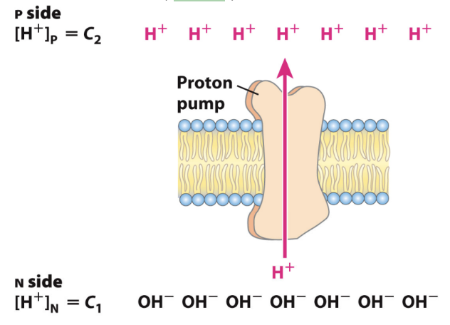 <p>Why is the N side relatively negative?</p>