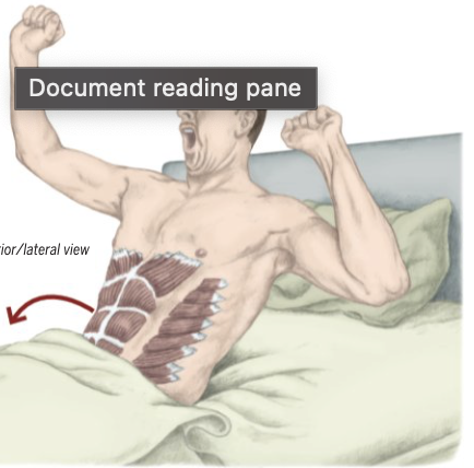 <p>Trunk Flexion</p>