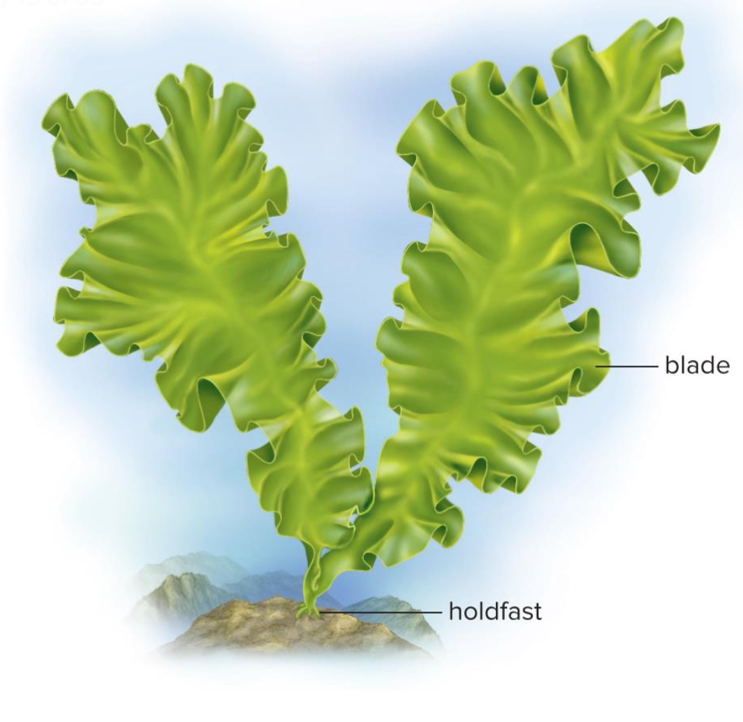 <p>Ulva (Sea Lettuce) </p>