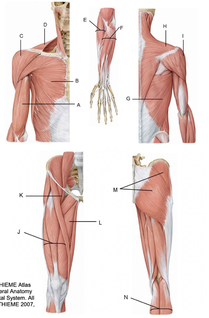 <p>Benoem de onderdelen van het systema musculaire bij de bijbehorende letters</p>