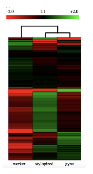 <p>What does figure show (wasp paper)</p>