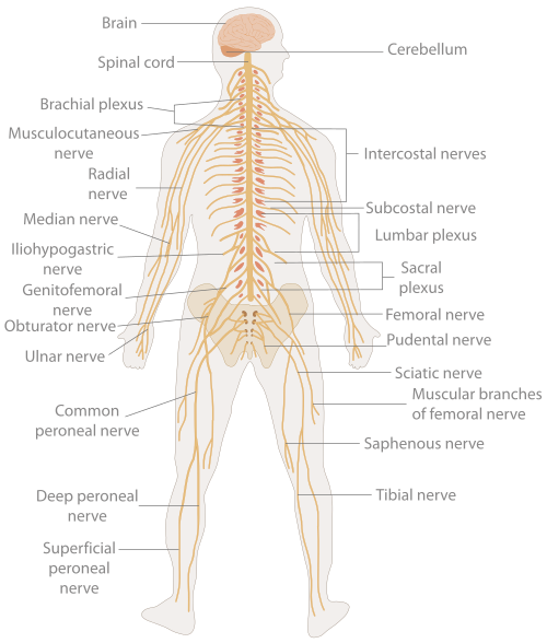 <p>What organ system is this, what is it’s key organs, and what is it’s function?</p>