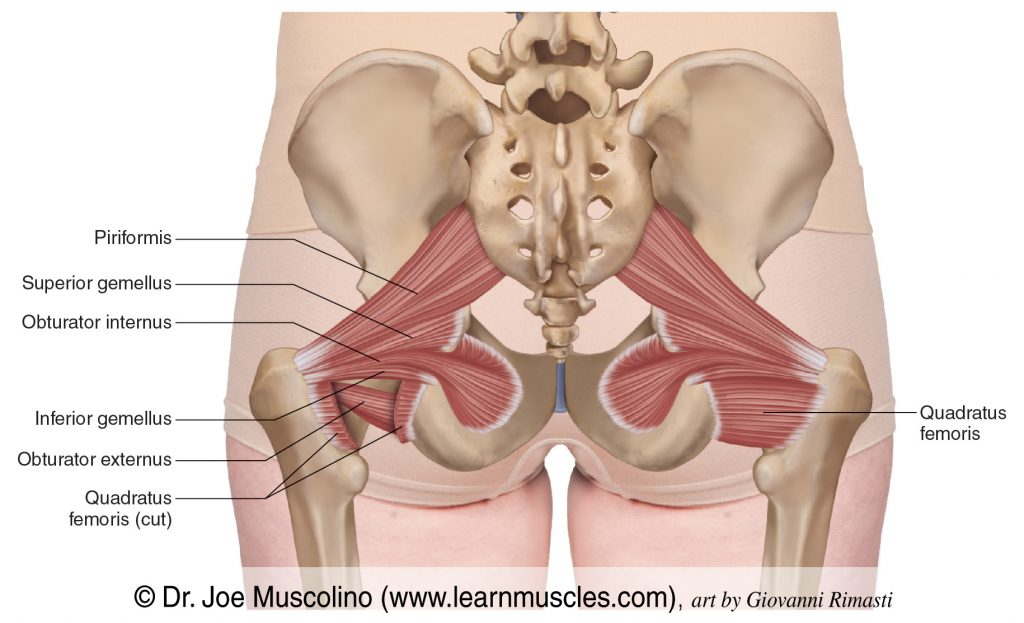 <p>Overview of Gluteals and Deep Rotators</p>