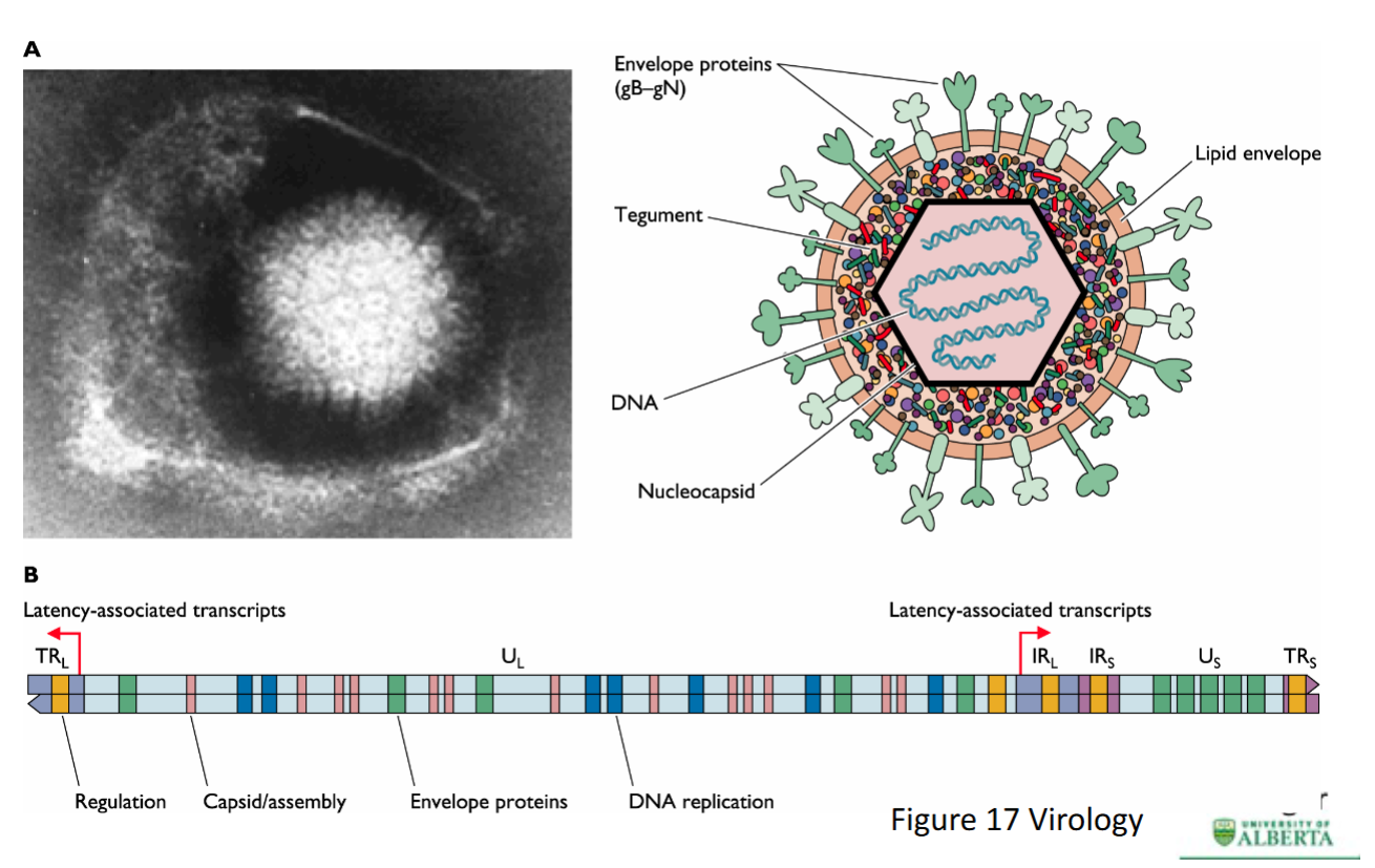 <p>ENVELOPED protein = contains <strong>Spike proteins</strong></p><ul><li><p>Only packages LINEAR dsDNA within capsid</p></li></ul><p></p><p>LARGE GENOME SIZE with large # of genes</p><p></p>