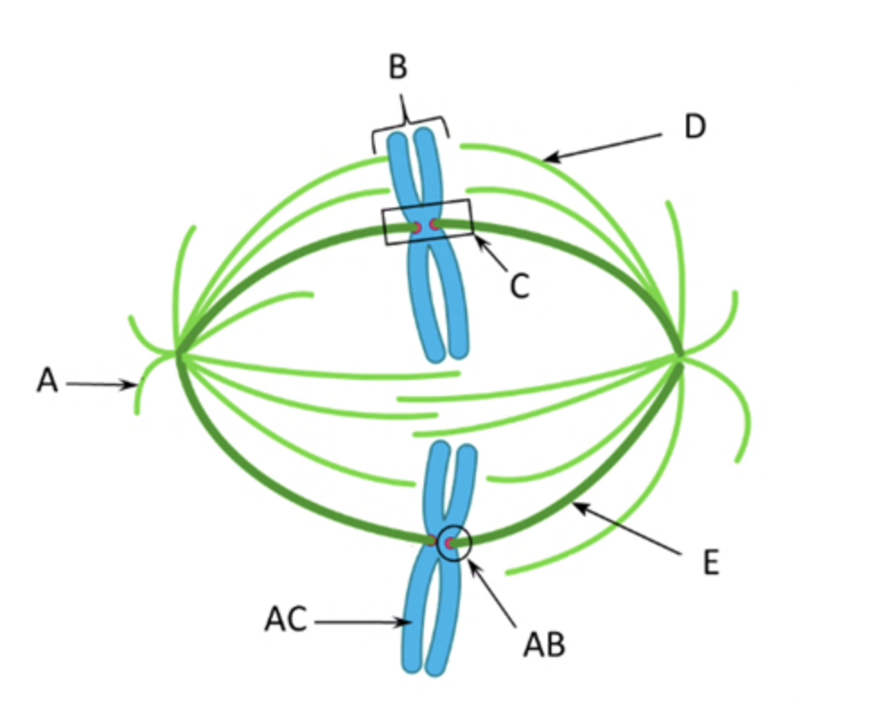 <p>which is the astral microtubule</p>