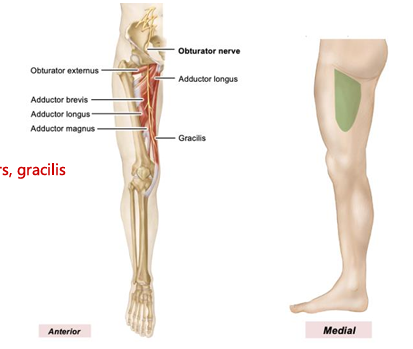 <p>sensory: medial thigh, motor: medial thigh muscles</p>