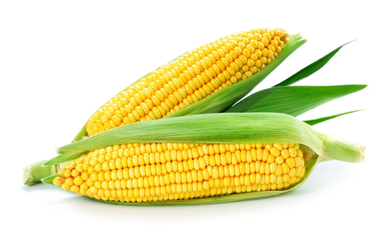 <p>Corn</p>