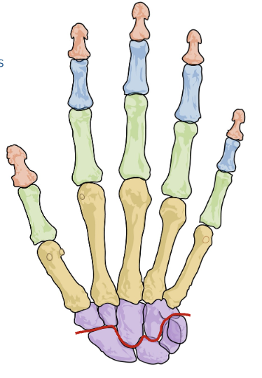 <p>Label carpal bones phalanges</p>
