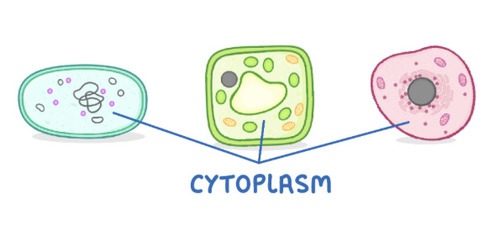 <p>Cytoplasm </p>