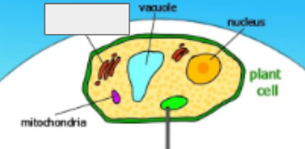 <p>photosynthesis cycle: name the step </p>