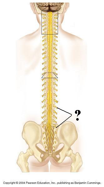<p>Identify the indicated structures</p>
