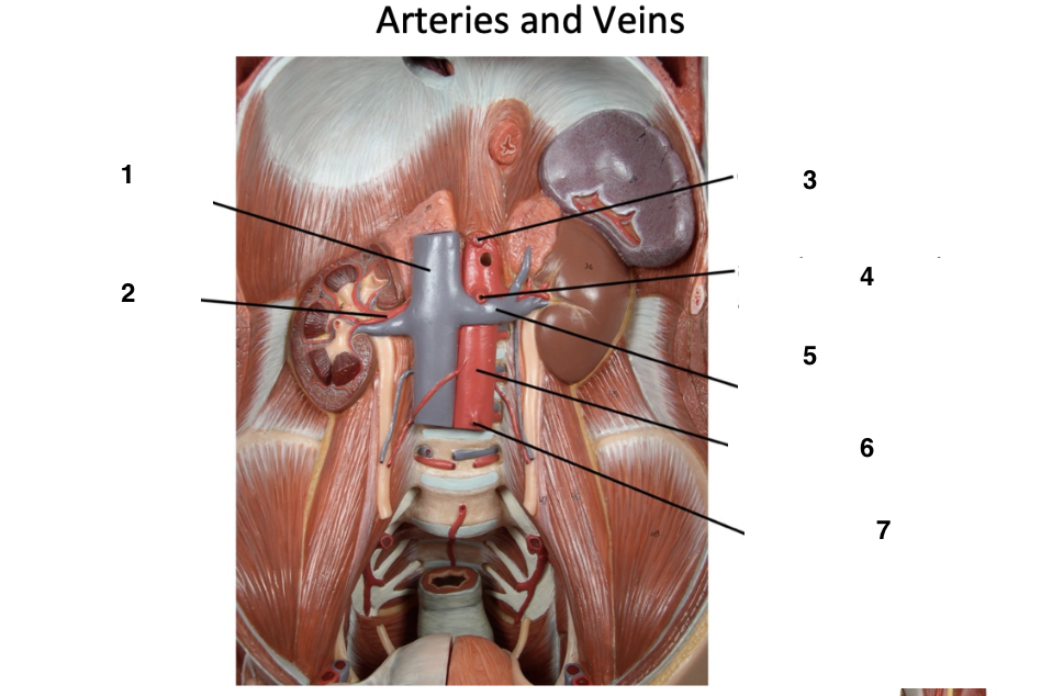 <p>Label these arteries and veins of the circulatory system</p>