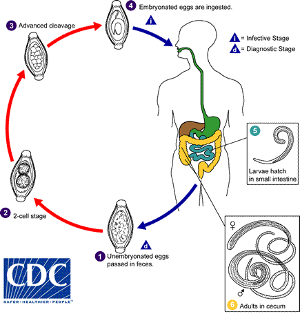 <ul><li><p>Whipworm</p></li><li><p>Phylum - Nematoda</p></li><li><p>Eggs are barrel-shaped and have polar “plugs” at each end</p></li></ul><ol><li><p>Unembryonated eggs are passed in the stool</p></li><li><p>In the soil, eggs develop into a two-cell stage</p></li><li><p>An advanced cleavage stage takes place</p></li><li><p>Embryonated eggs are ingested (contaminated soil or food)</p></li><li><p>The eggs hatch in the small intestine and release larvae</p></li><li><p>The larvae mature and establish as adults in the colon</p></li></ol><p></p>