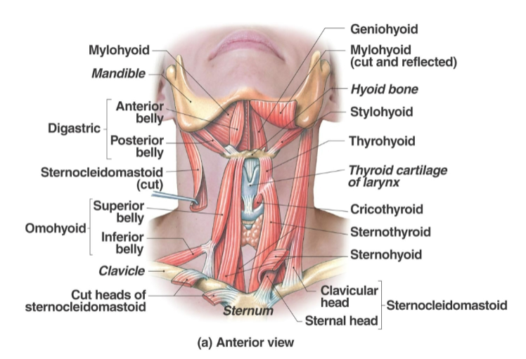<p>Sternohyoid <strong>Origin</strong></p>