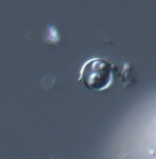 <p>genus, species, stage</p>