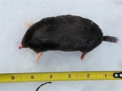 <p>Hairy-tailed mole</p>
